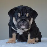 Velvet, a female English Bulldog for sale in Dallas, TX – Photo 8 of 9