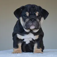 Velvet, a female English Bulldog for sale in Dallas, TX – Photo 6 of 9