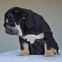 Velvet, a female English Bulldog for sale in Dallas, TX – Photo 9 of 9