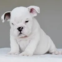 apollo, a male English Bulldog for sale in Dallas, TX – 6 of 9