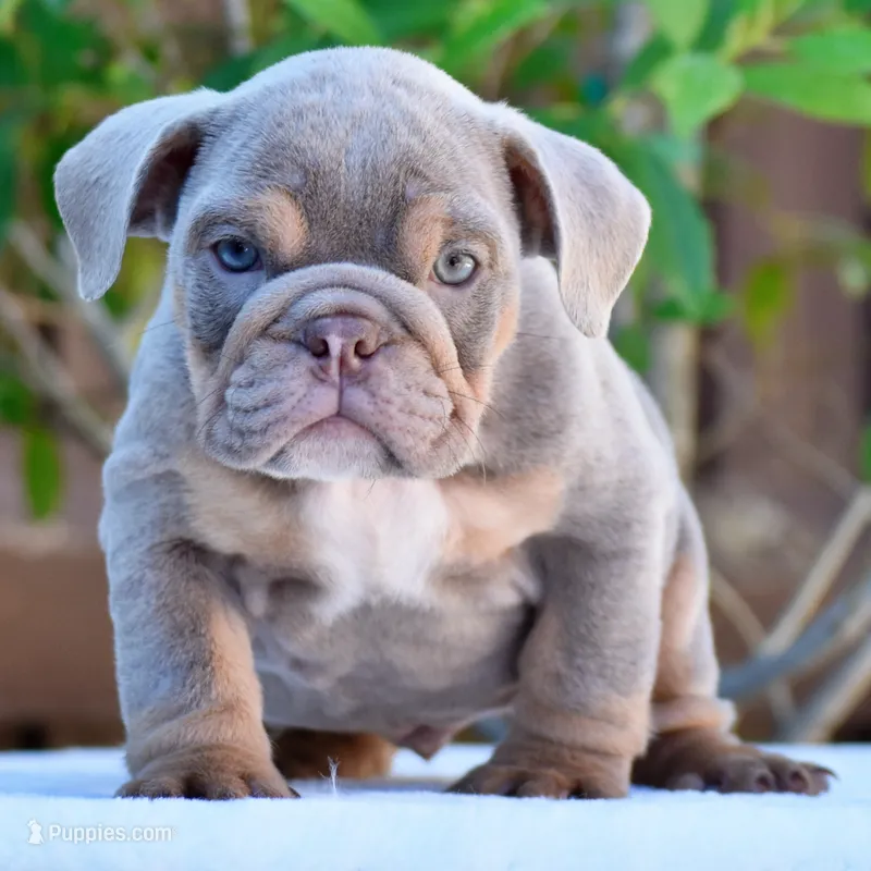 Enzo – English Bulldog puppy for sale in Dallas, TX
