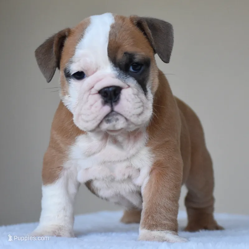 MIMI – English Bulldog puppy for sale in Dallas, TX
