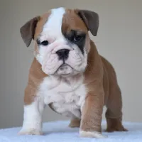 MIMI, a female English Bulldog for sale in Dallas, TX – 6 of 10