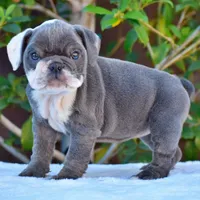 Sky, a female English Bulldog for sale in Dallas, TX – 6 of 8