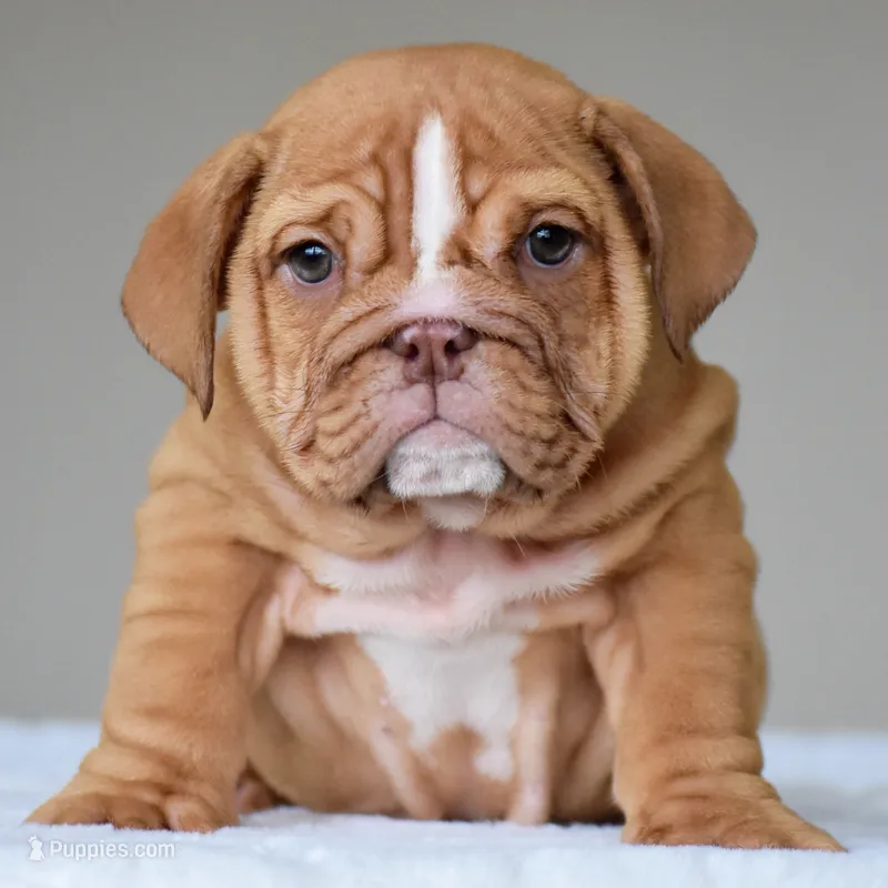 Alma – English Bulldog puppy for sale in Dallas, TX