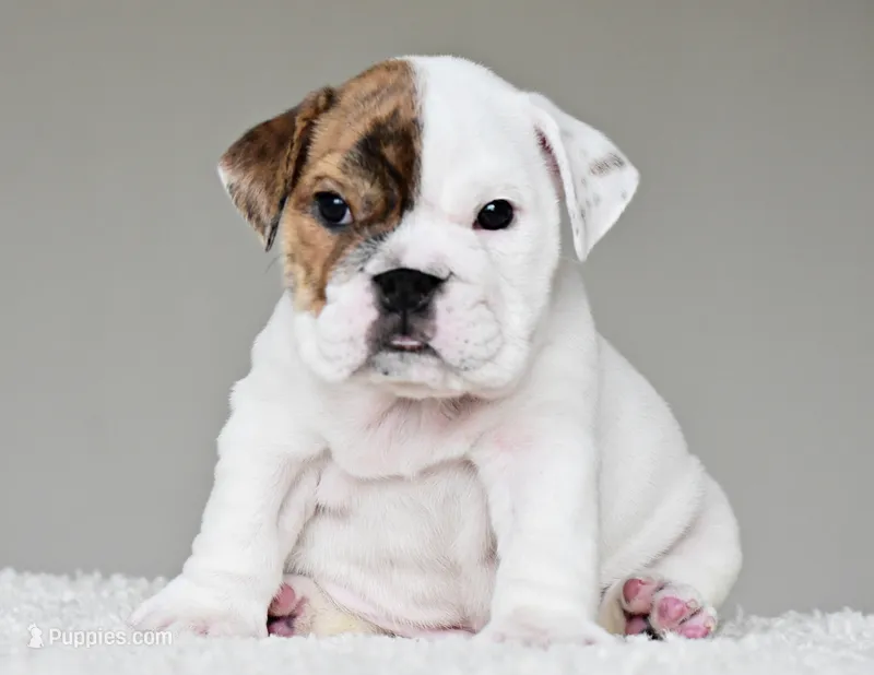 Gia – English Bulldog puppy for sale in Dallas, TX