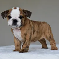 Theo, a male English Bulldog for sale in Dallas, TX – 5 of 8