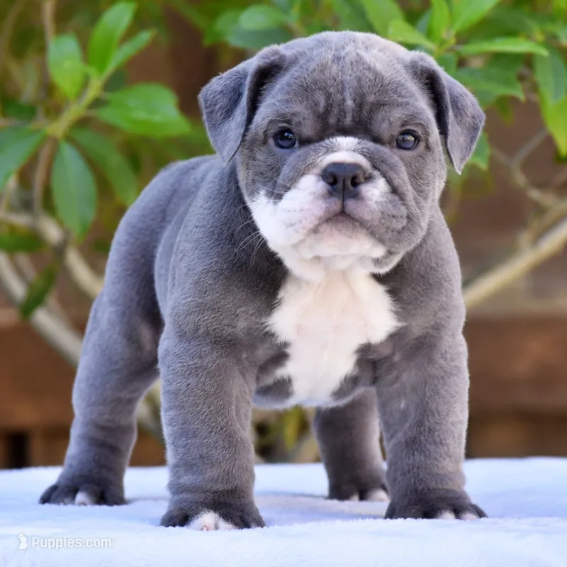 Sterling – English Bulldog puppy for sale in Dallas, TX