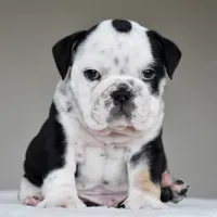 Oreo, a male English Bulldog for sale in Dallas, TX – 4 of 7