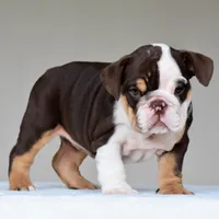 Jace, a male English Bulldog for sale in Dallas, TX – 8 of 10