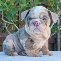 Nala, a female English Bulldog for sale in Dallas, TX – 8 of 9