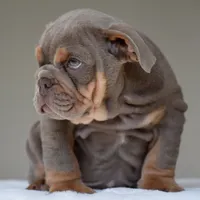 Enzo, a male English Bulldog for sale in Dallas, TX – 6 of 8