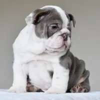 Oniy, a male English Bulldog for sale in Dallas, TX – 10 of 10