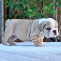 Diego, a male English Bulldog for sale in Dallas, TX – 3 of 8