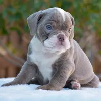 LILA, a female English Bulldog for sale in Dallas, TX – 6 of 7