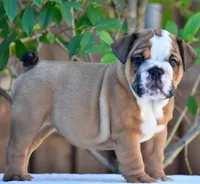 Mona, a female English Bulldog for sale in Dallas, TX – 10 of 10