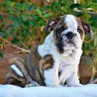 Malia, a female English Bulldog for sale in Dallas, TX – 6 of 9