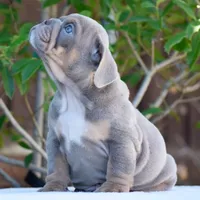 Enzo, a male English Bulldog for sale in Dallas, TX – 5 of 10