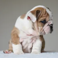 Vienna, a female English Bulldog for sale in Dallas, TX – 10 of 10