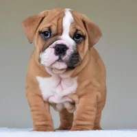 Theo, a male English Bulldog for sale in Dallas, TX – Photo 7 of 10