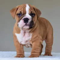 Theo, a male English Bulldog for sale in Dallas, TX – Photo 9 of 10