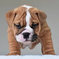 Theo, a male English Bulldog for sale in Dallas, TX – Photo 8 of 10