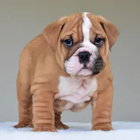 Theo, a male English Bulldog for sale in Dallas, TX – Photo 3 of 10
