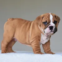 Theo, a male English Bulldog for sale in Dallas, TX – Photo 10 of 10