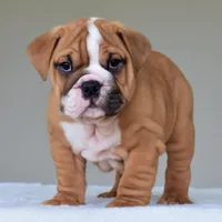 Theo, a male English Bulldog for sale in Dallas, TX – Photo 4 of 10