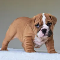 Theo, a male English Bulldog for sale in Dallas, TX – Photo 6 of 10