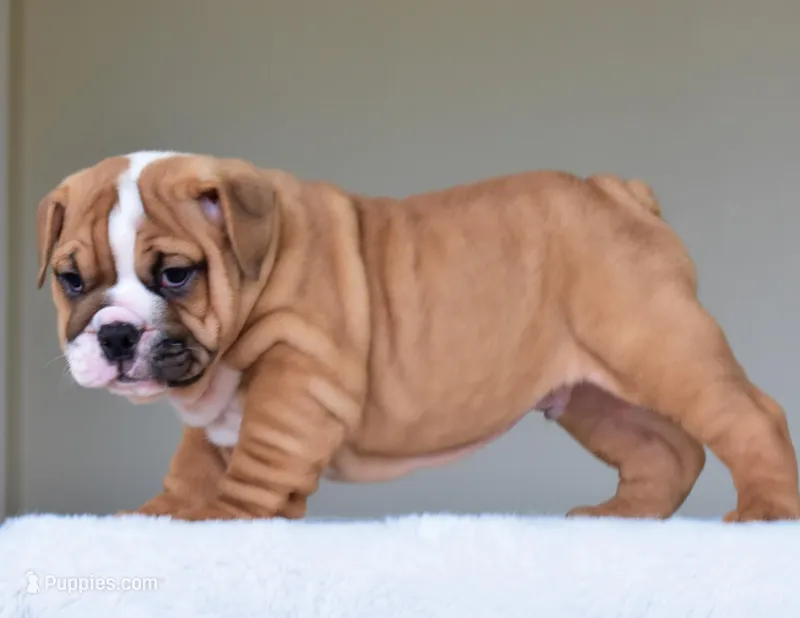 Theo – English Bulldog puppy for sale in Dallas, TX