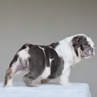 Nala, a female English Bulldog for sale in Dallas, TX – 7 of 8