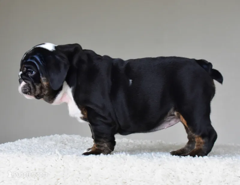 Capri – English Bulldog puppy for sale in Dallas, TX
