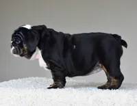Capri, a female English Bulldog for sale in Dallas, TX – 1 of 10