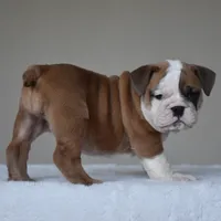 MIMI, a female English Bulldog for sale in Dallas, TX – 8 of 10