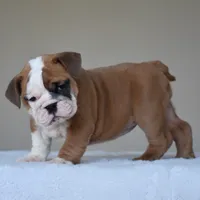 MIMI, a female English Bulldog for sale in Dallas, TX – 7 of 10