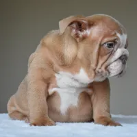 Maple, a female English Bulldog for sale in Dallas, TX – 5 of 8