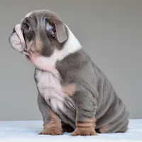 Kona, a female English Bulldog for sale in Dallas, TX – 6 of 10