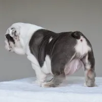 Nala, a female English Bulldog for sale in Dallas, TX – 5 of 8