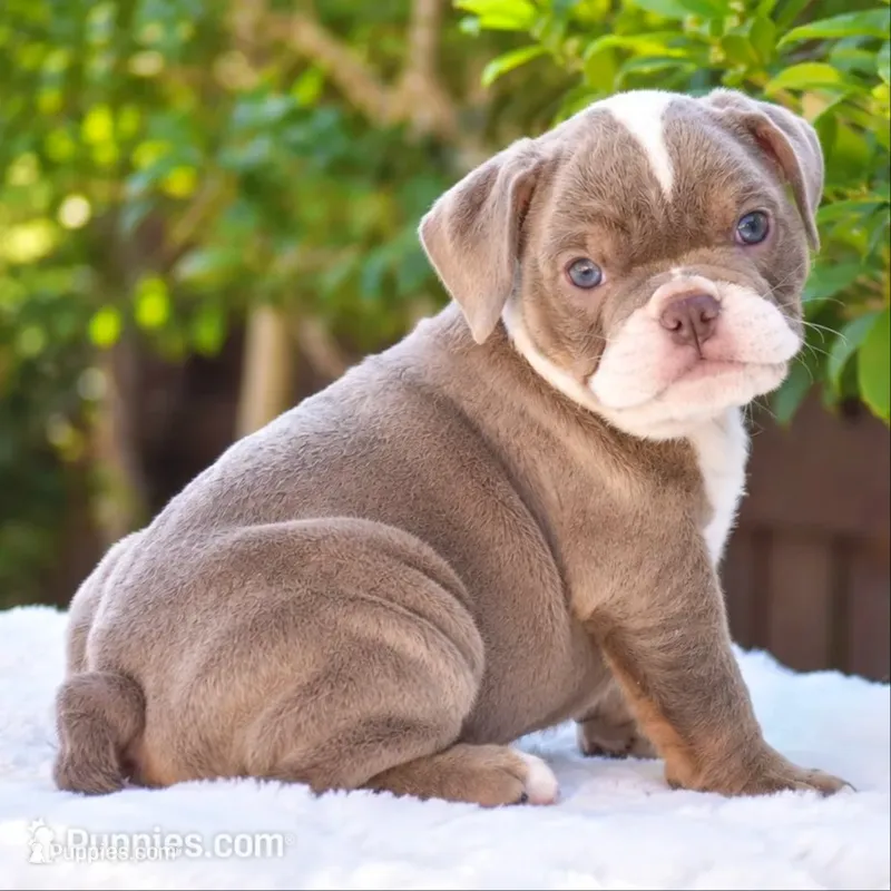 LILA, a female English Bulldog for sale in Dallas, TX – 1 of 7