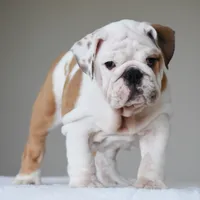 Stella, a female English Bulldog for sale in Dallas, TX – 9 of 10