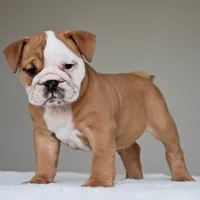 Dakota, a female English Bulldog for sale in Dallas, TX – 7 of 9
