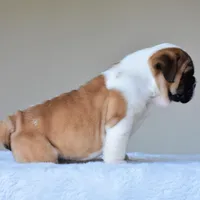 Bubba, a male English Bulldog for sale in Dallas, TX – Photo 10 of 10