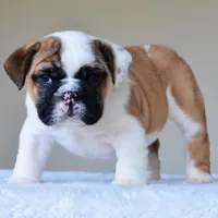 Bubba, a male English Bulldog for sale in Dallas, TX – Photo 2 of 10