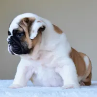 Bubba, a male English Bulldog for sale in Dallas, TX – Photo 6 of 10