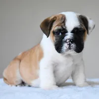 Bubba, a male English Bulldog for sale in Dallas, TX – Photo 7 of 10