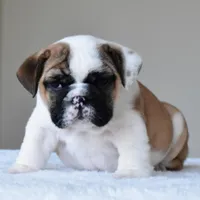 Bubba, a male English Bulldog for sale in Dallas, TX – Photo 4 of 10