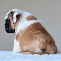 Bubba, a male English Bulldog for sale in Dallas, TX – Photo 5 of 10