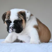Bubba, a male English Bulldog for sale in Dallas, TX – Photo 8 of 10