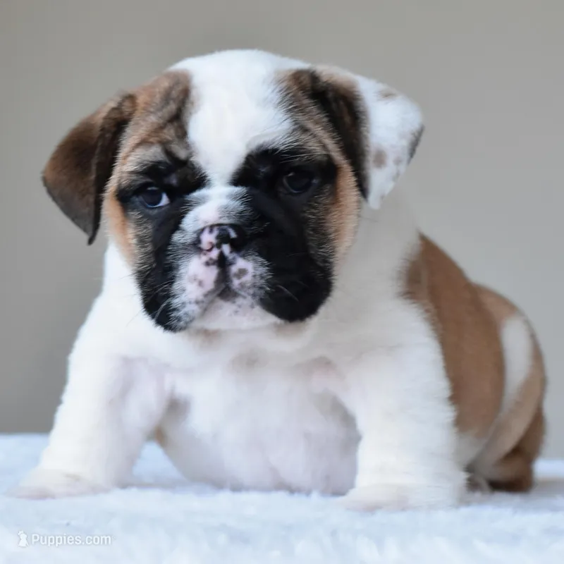 Bubba – English Bulldog puppy for sale in Dallas, TX